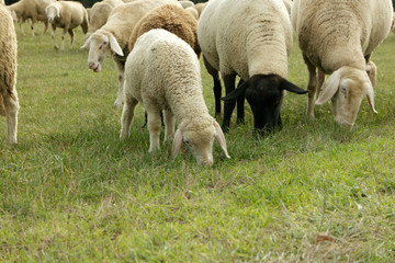 Obraz na płótnie Canvas sheep 2795