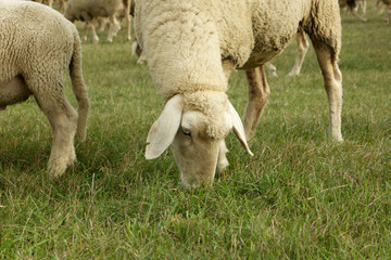 Obraz na płótnie Canvas sheep 2794