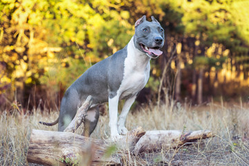 portrait cute dog blue american staffordshire terrier pit bull puppy standing on a stump in the forest in nature