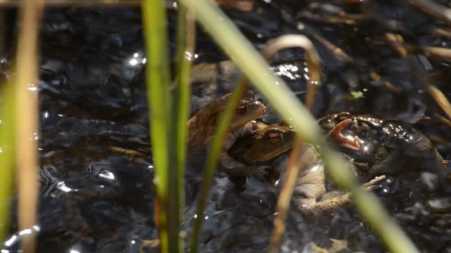 Mass mating of the toads in a pond