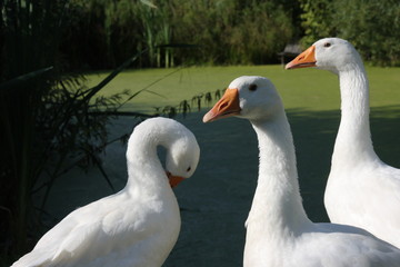 goose on green background