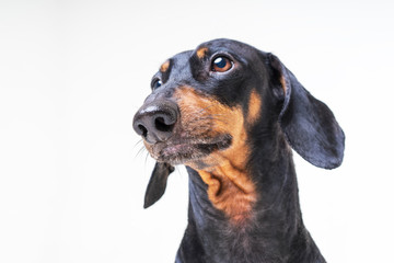 Close up portrait of a dog dachshund on a gray background