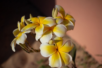 Fototapeta na wymiar flower tropical
