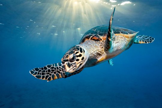 Loggerhead sea turtle (Caretta Caretta), sunlight under the ocean surface, Red Sea, Egypt, Africa