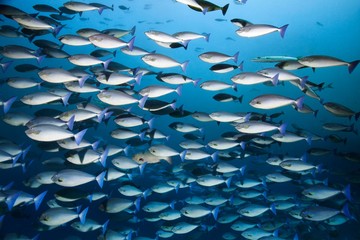 Swarm blue unicorn (Naso caeruleacauda) swimming in the open sea, Great Barrier Reef, Pacific, Australia, Oceania