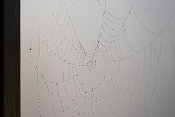 Spinnennetz ohne Spinne