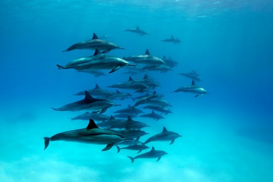 Swarm dolphins spinner dolphin (Stenella longirostris), swimming in lagoon, Great Barrier Reef, Pacific, Australia, Oceania