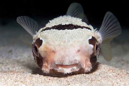 Black-blotched porcupinefish (Diodon liturosus) from front, Pacific, Queensland, Australia, Oceania
