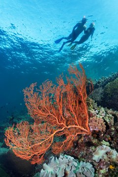 Pair, snorkeler, snorkelling at water surface over coral reef with gorgonia (Gorgonacea), red, Great barrier reef, Pacific, Australia, Oceania