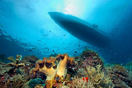 Coral reef with different corals and silhouette of dive boat, Pacific, Queensland, Australia, Oceania