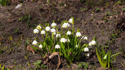 Fototapeta premium Flowers on blooming spring snowflake or leucojum vernum close-up, selective focus, shallow DOF