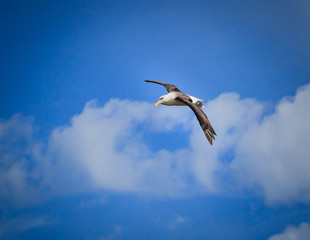 Black browed albatross with 8 foot wing span.