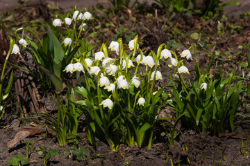 Flowers on blooming spring snowflake or leucojum vernum close-up, selective focus, shallow DOF