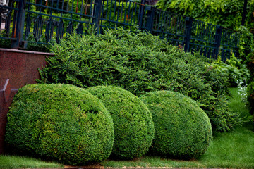 Curly and spherically trimmed bushes