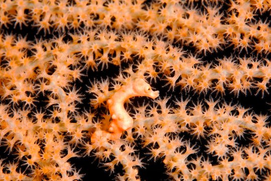 Denise's pygmy seahorse (Hippocampus denise), size 10mm, in gorgonian fans with closed polyps, Selayar, South Sulawesi, Flores Sea, Pacific, Indonesia, Asia