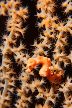 Denise's pygmy seahorse (Hippocampus denise), size 10mm, in gorgonian fans with closed polyps, Selayar, South Sulawesi, Flores Sea, Pacific, Indonesia, Asia