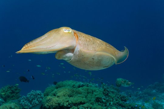 Common cuttlefish (Sepia officinalis), Selayar Island, Sulawesi, Flores Sea, Pacific, Indonesia, Asia