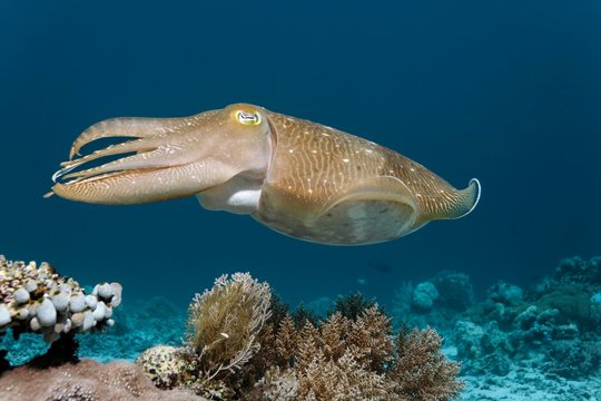 Common cuttlefish (Sepia officinalis), Selayar Island, Sulawesi, Flores Sea, Pacific, Indonesia, Asia