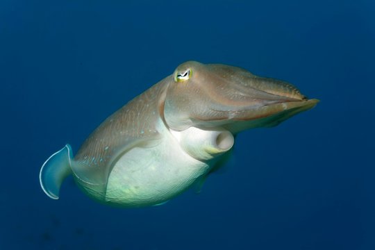 Common cuttlefish (Sepia officinalis), Selayar Island, Sulawesi, Flores Sea, Pacific, Indonesia, Asia