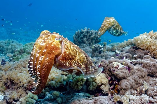 Pair Common cuttlefish (Sepia officinalis), Selayar, South Sulawesi, Flores Sea, Pacific, Indonesia, Asia