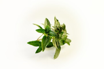 Mięta pieprzowa © Monika