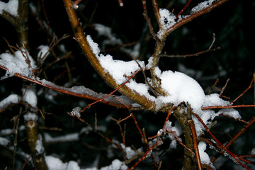 Branches of trees covered with snow and ice at the beginning of winter