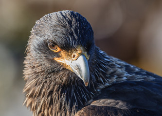 Straited Caracara closeup in profile.