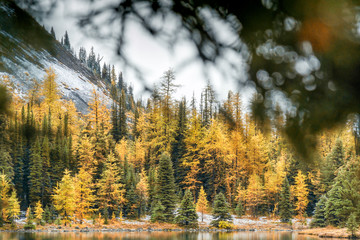 Fall Colours in the Rocky Mountains