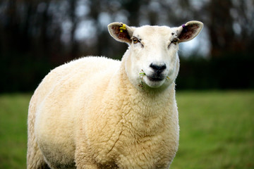 English sheep in field