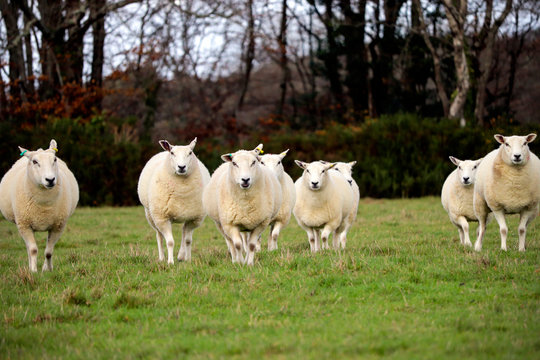 English sheep in field
