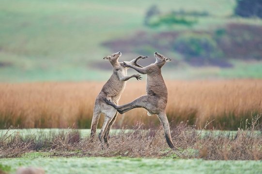Eastern Gray Kangaroo (Macropus giganteus), two males fighting on a meadow, Great Otway National Park, Victoria, Australia, Oceania