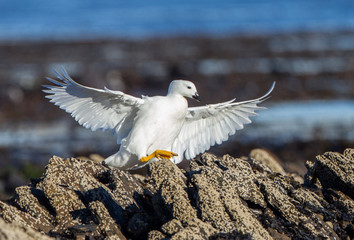 Snow petral with wings spread in Falkland Islands.