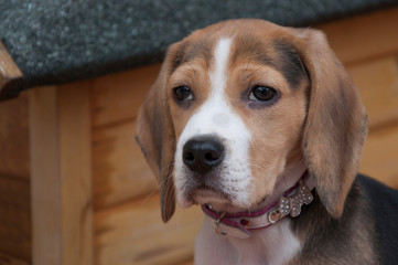 Little female Beagle puppy