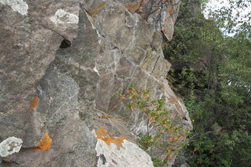 stone with moss