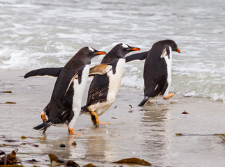 Gentoo penguins running into the water