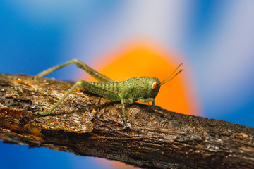 little insect. Green and little grasshopper.