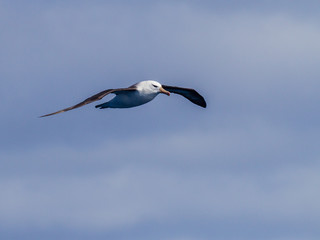 Black browed Albatross in flight.