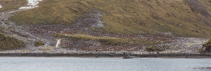 Panorama of Right Whale Bay and thousands of king penguins.