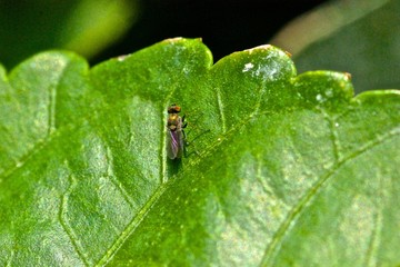 bug on leaf