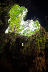 YAKUSHIMA　ウィルソン株