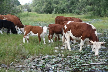 Fototapeta na wymiar brown cows on pasture