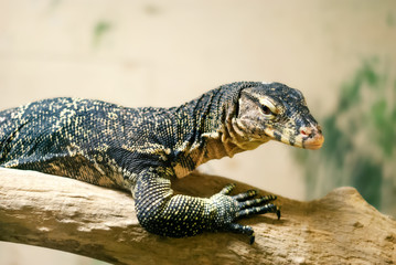 monitor lizard resting on a log on a blurred light background