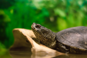 portrait of european pond turtle in a terrarium, most of the frame is blurred