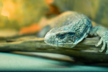 monitor lizard resting on a log on a blurred light background