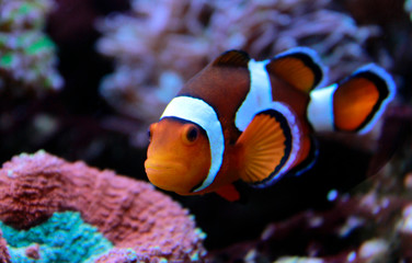 Fototapeta na wymiar Amphiprion Ocellaris Clown fish 