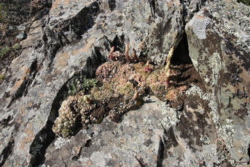 mountain plants