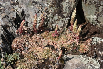lichen on a rock