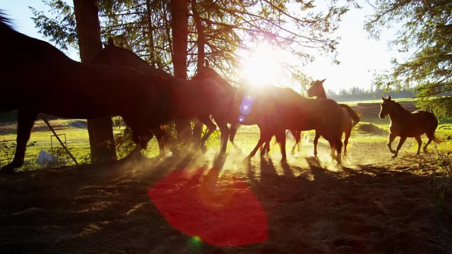 Running horses in Roundup on forest Cowboy Dude Ranch America
