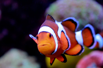 Amphiprion Ocellaris Clown fish 