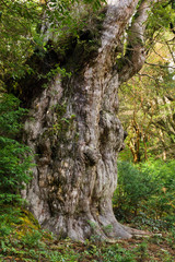 YAKUSHIMA　縄文杉
